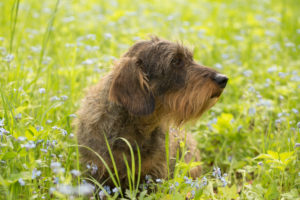 Wire-haired dachshund sits in middle of forget-me-not flowers, spring scene Wire-haired dachshund sits in middle of forget-me-not flowers, spring scene